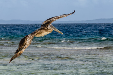 gabbiano in volo sul mare