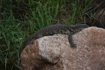 Water Monitor Lizard catching some sun on a rock, ZA