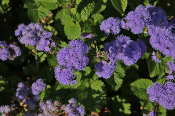 Beautiful violet flowers in the garden, top view.