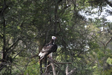 White-headed Vulture on a branch, ZA