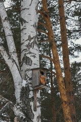 An old birdhouse hangs on a birch tree in a winter park. Walk in a snowy park in Siberia. Bird protection.