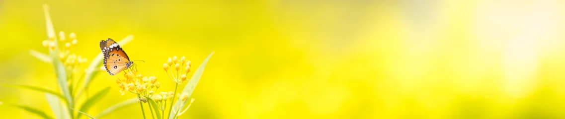 Selbstklebende Fototapeten Gelb Naturansicht des schönen orangefarbenen Schmetterlings auf grünem, unscharfem Hintergrund im Garten mit Kopienraum unter Verwendung als Hintergrundinsekt, Naturlandschaft, Ökologie, neues Deckblattkonzept.  © Montri Thipsorn