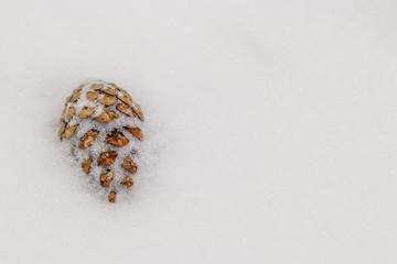A little pine cone covered with fluffy snow lies in a snowdrift. Macro photo of a walk on a cloudy winter day.