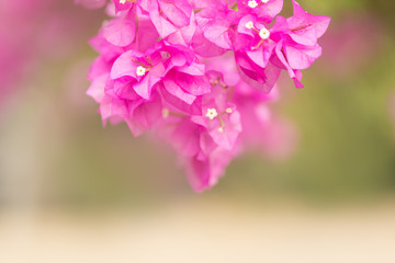 Fototapeta na wymiar Close up of nature view pink Bougainvillea on blurred greenery background under sunlight with bokeh and copy space using as background natural plants landscape, ecology wallpaper concept.