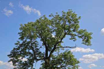 Big green tree on a background of blue sky with clouds.