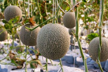 Fresh lot of melons hanging  plants growing in greenhouse