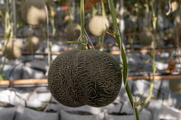 Fresh lot of melons hanging  plants growing in greenhouse