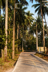 Fototapeta premium Nice asfalt road with palm trees in Asian jungle against the sky and clouds