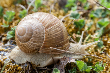 Schnecke mit Haus