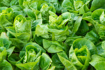 Fresh organic green oak lettuce vegetable plant farm