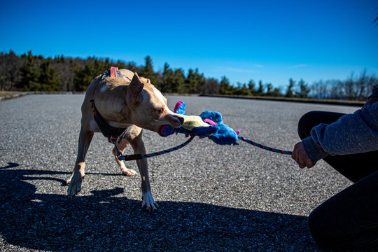 Dog Shaking Toy Ears Flopping