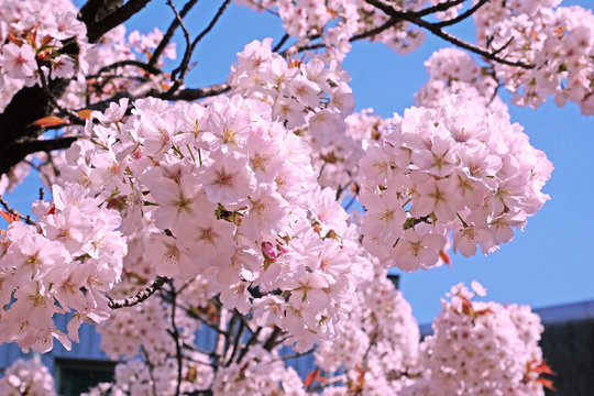 桜のクローズアップの風景