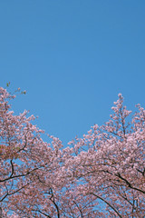 桜と空の風景
