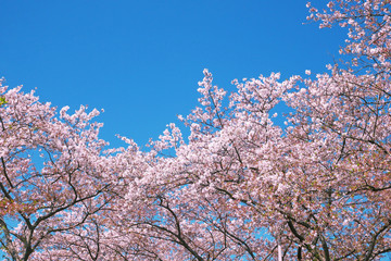 桜と空の風景