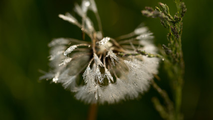 Dandelion in the dew