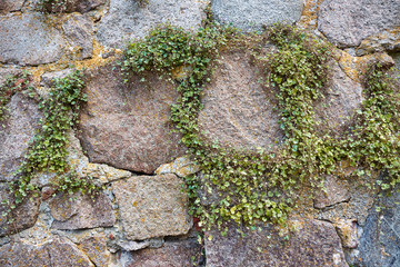 Plant creeping on stone defensive wall of Hammershus castle - Scandinavia's largest medieval fortification.