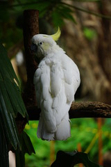 Cockatoo