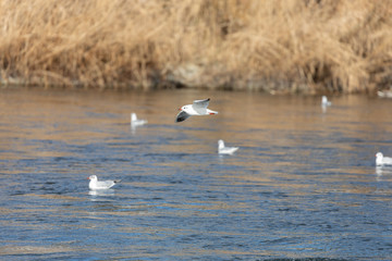 mediterranean gull flies over blue water in sunset over other mediterranean gulls sitting on the water, by day