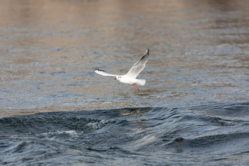 The Mediterranean gull flies at sunset over blue moving waters, by day