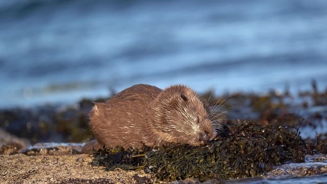 Close up of a young european otter cub (Lutra lutra) eating a  fish on the shore