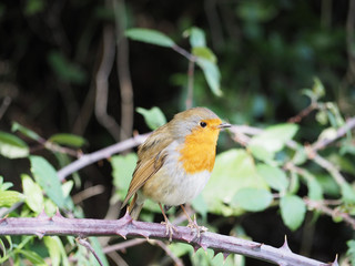 Robin standing on a branch 