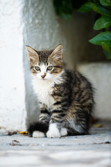 Fototapeta na wymiar chat de tunisie