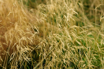 Dry grass background, field summer, yellow texture