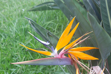 bird of paradise