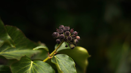 plant after flowering in a public park