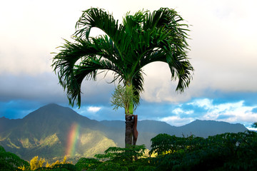 Palmtree with rainbow Kauai
