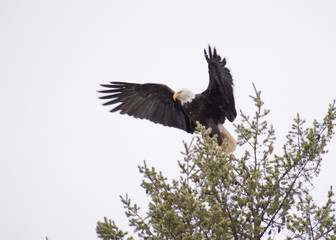 Take Off From the Top