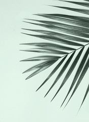 Palm leaves on mint color background.