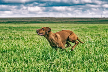 Magyar vizsla on nature in the summer. The dog runs across the field.