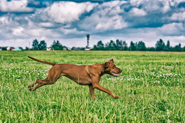 Magyar vizsla on nature in the summer. The dog runs across the field.