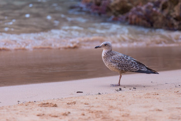 Young Yellow-legged Gull - Larus michahellis