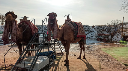 Camels near Goreme national park in Cappadocia, Turkey