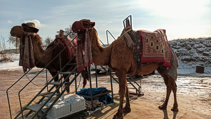 Camels near Goreme national park in Cappadocia, Turkey