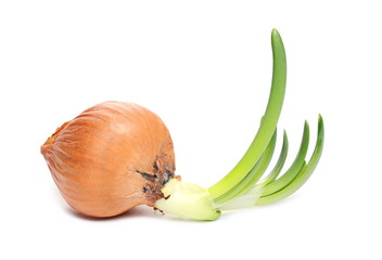 Germination onion bulb isolated on white background