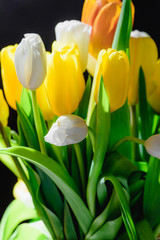Beautiful bouquet of blooming spring tulips on black background.