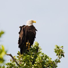 Bald Eagle ready to attack
