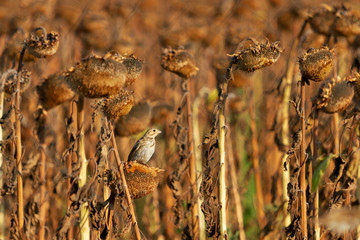 lonely bird sits on a sunflower field