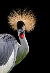 Fototapeta premium Grey crowned crane (Balearica regulorum) close up portrait showing bright red inflatable throat pouch, native to Africa against black background