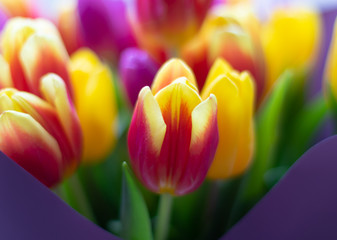 Blurred bouquet of tulips. Floral background of purple and yellow flowers in purple surroundings.