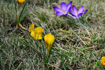 The first spring flowers bloomed in the city park.