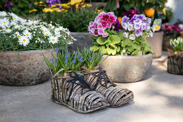 Planted in wicker shoes blue Muscari armeniacum or grape hyacinth, potted pink purple primrose flowers or primula polyanthus, flowerpot of daisies for your beautiful garden decoration in spring.