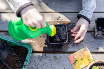 child pours water from a watering can seedling pot with seeds of plants, standing on a wooden...