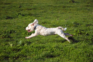 All paws off the ground as running