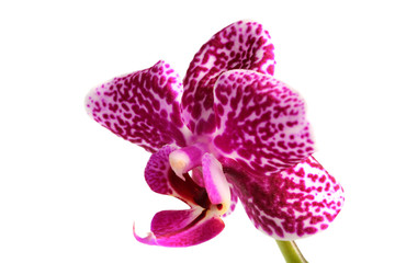 Phalaenopsis spotty pink close-up, white background.