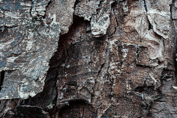 ancient background in wood style very close