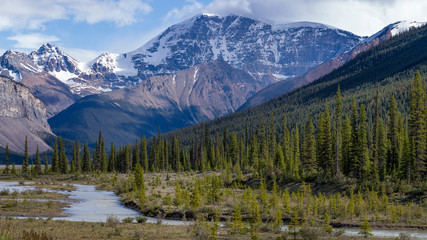 Trees with mountain range in the background, Icefield Parkway, Alberta, Canada